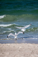 Möwen am Ostsseestrand, Ahrenshoop, Ostsee, Fischland, Darß, Zingst, Mecklenburg-Vorpommern, Landesteil Vorpommern, Deutschland, Europa