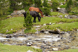 Pferde weiden im Nationalpark Aigüestortes i Estany de Sant Maurici, Katalonien, Spanien, Europa