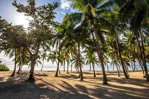  Plage de Bois Jolan, sunrise on the beach, Sainte-Anne, Guadeloupe, French Antilles, France, Europe 