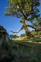 Lorbeerbaum mit einer, an einen Zauberer erinnernden Gestalt, Fanal, Madeira, Portugal.