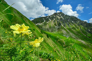 Schwefelgelbe Anemonen mit Hochgrubbachspitz im Hintergrund, Pfunderer Höhenweg, Zillertaler Alpen, Südtirol, Italien