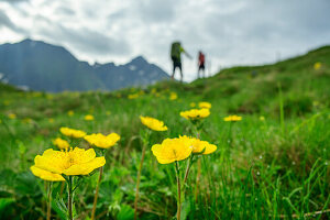  Flower meadow with man and woman hiking out of focus in the background, Pfunderer Höhenweg, Zillertal Alps, South Tyrol, Italy 