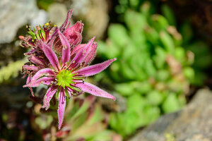  Pink flowering houseleek, Sempervivum, Pinzgauer Höhenweg, Kitzbühel Alps, Salzburg, Austria 