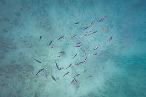  Underwater photo in the Kamenjak nature reserve in Istria, Croatia. 