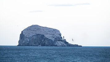 Blick auf eine Vogelkolonie auf dem Bass Rock, Leuchtturm, East Lothian Coast, Schottland, Vereinigtes Königreich