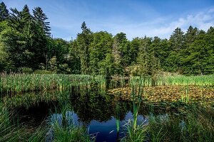  Geo-Nature Park Frau-Holle-Land, Frau-Holle-Teich, Hoher Meißner, Hesse, Germany 