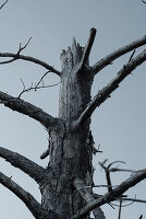 Nahaufnahme von einem verbrannten Baum am Vesuv, Kampanien, Italien, Europa