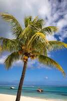 Kokospalme am Strand mit Ausflugsbooten in der Lagune, Le Morne, Rivière Noire, Insel Mauritius, Indischer Ozean