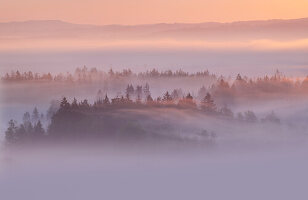  View of the Kochelmoos at sunrise and fog, Zell, Großweil, Bavaria, Germany 