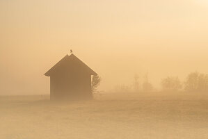  Old barn at sunrise in Kochelmoos, Kochel am See, Bavaria, Germany, Europe 