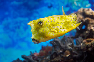 Longhorn cowfish, or horned boxfish (Lactoria cornuta) swims in aquarium.