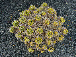  Mammillaria, cactus Jardin de Cactus Lanzanrote Spain 