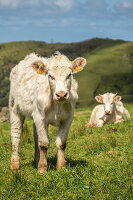 Curious cows in a natural pasture on Flores, Azores islands, Portugal.