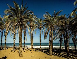 Palmen und Badegäste am Strand El Bajondillo am Abend,  Torremolinos, Provinz Malaga, Costa del Sol, Andalusien, Spanien