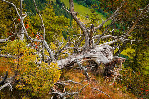 Toter Baum auf dem Saloberkamm, Füssen, Ostallgäu, Bayern, Deutschland, Europa