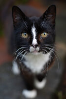 Schwarze Katze, weiße Barthaare, Nahaufnahme, Deutschland