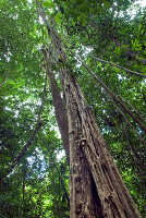 strangler fig,French Guiana,overseas department and region of France,Atlantic coast of South America