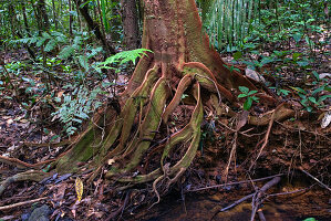 French Guiana,overseas department and region of France,Atlantic coast of South America