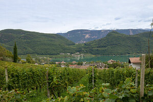 Blick auf Kalterer See, Berge und Weinreben