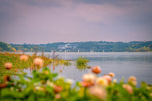 Ein ruhiger Stausee mit Blumen im Vordergrund, umgeben von grüner Natur und dem Bio-Seehotel am Horizont, Zeulenrodaer Meer, Zeulenroda-Triebes, Thüringen, Deutschland