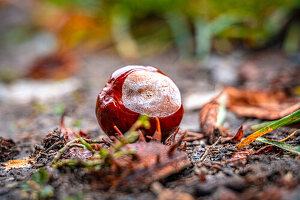 Nahaufnahme einer Kastanie auf Waldboden im Herbst mit unscharfem Hintergrund