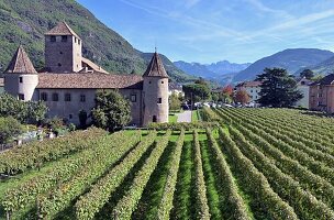Weinfeld bei Bozen mit Blick zum Rosengarten, Südtirol, Italien