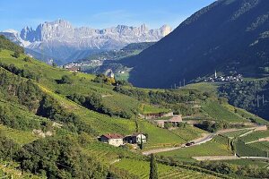 Weinfelder von St. Magdalena bei Bozen mit Rosengarten, Südtirol, Italien