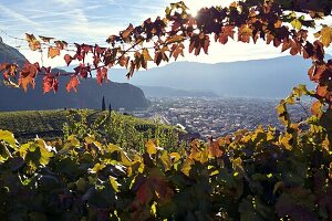 Weinfelder von St. Magdalena bei Bozen, Südtirol, Italien
