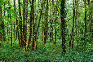 Wald Forêt de Brocéliande bei Paimpont, Ille-et-Vilaine, Bretagne, Frankreich