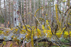Borkenkäfer, Scolytinae, abgestorbene Fichten, Brockenwald, Nationalpark Harz, Sachsen-Anhalt, Deutschland