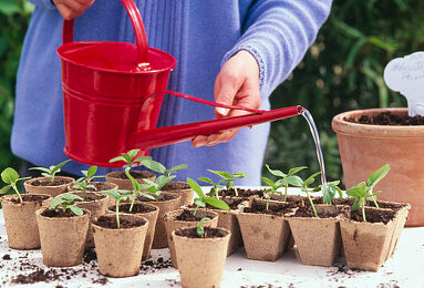 big terracotta plant pots Italian 