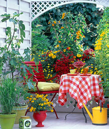 Stuhl mit Decken und Fell, hinten … – Bild kaufen – 13399083 ❘  Gartenbildagentur Friedrich Strauss
