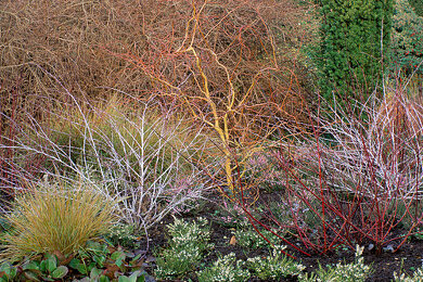 Silberfarn Bilder  Garten-Fotos kaufen  Gartenbildagentur Friedrich  Strauss