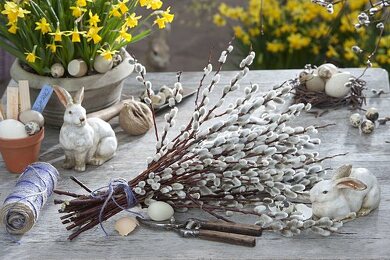 Palmkätzchen Bilder – Garten-Fotos kaufen ❘ Gartenbildagentur Friedrich Strauss