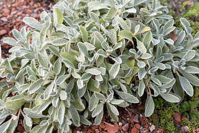 Sideritis scardica Images  License unique garden photos  GardenImage