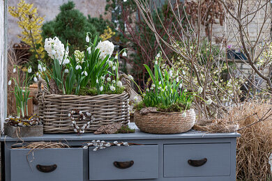 Kommode Bilder – Garten-Fotos kaufen ❘ Gartenbildagentur Friedrich Strauss