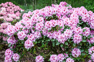 Rhododendron 'Humboldt Superior' Bilder  Garten-Fotos kaufen   Gartenbildagentur Friedrich Strauss