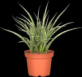 astrophytum coahuilense Astrophytum coahuilense cactus – The Exotic Seed Emporium main image 0