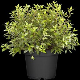 thuja d1 Thuja orientalis 'Weedom' main image 1
