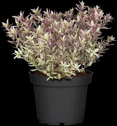 black zz plant Black ZZ Plant