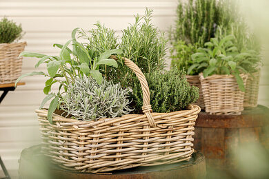 Kräuterkorb Bilder – Garten-Fotos kaufen ❘ Gartenbildagentur Friedrich Strauss