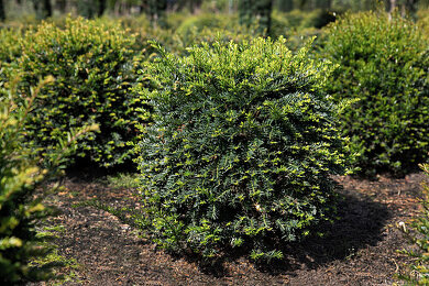 Eiben-Kugel Bilder  Garten-Fotos kaufen  Gartenbildagentur Friedrich  Strauss