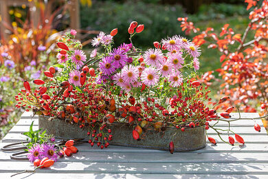 Aussendeko Bilder – Garten-Fotos kaufen ❘ Gartenbildagentur