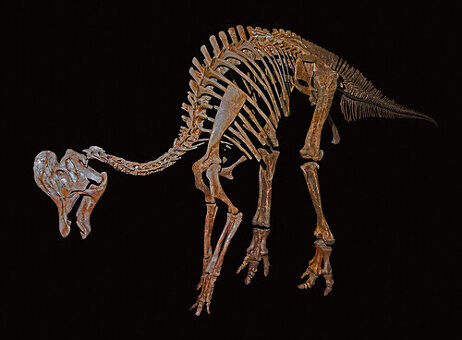 Corythosaurus Casuarius Bilder Science Photo Library