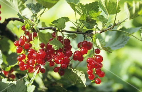 Rote Johannisbeeren am Strauch Bilder kaufen 986095 StockFood