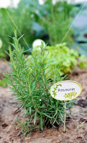 Rosmarin Im Garten Bilder Kaufen 11143905 Stockfood