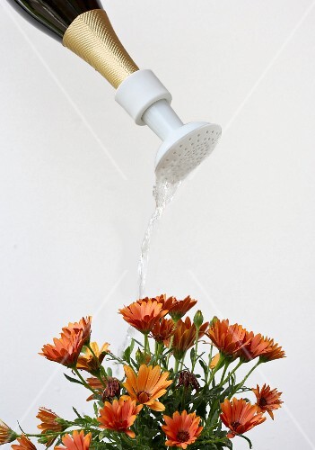 Giesskannenaufsatz Fur Flaschen Zum Blumen Giessen Bild Kaufen