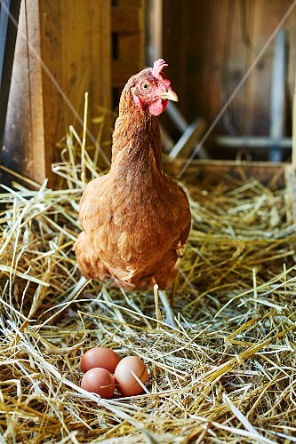 Bildergebnis für Huhn mit strohnest