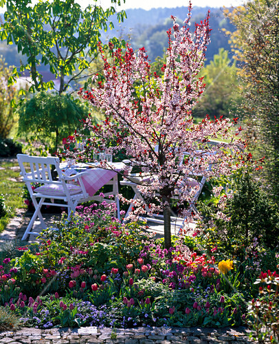 Prunus cistena (Zwerg Blutpflaume) Bild kaufen 12150159