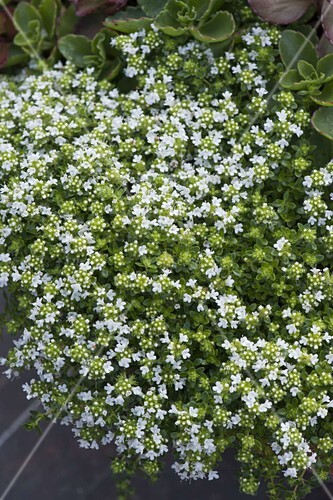 Thymus Serpyllum Albus Weisser Bild Kaufen 12180517